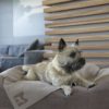 Plaid pour chien - COPERTA - Sand/Espresso