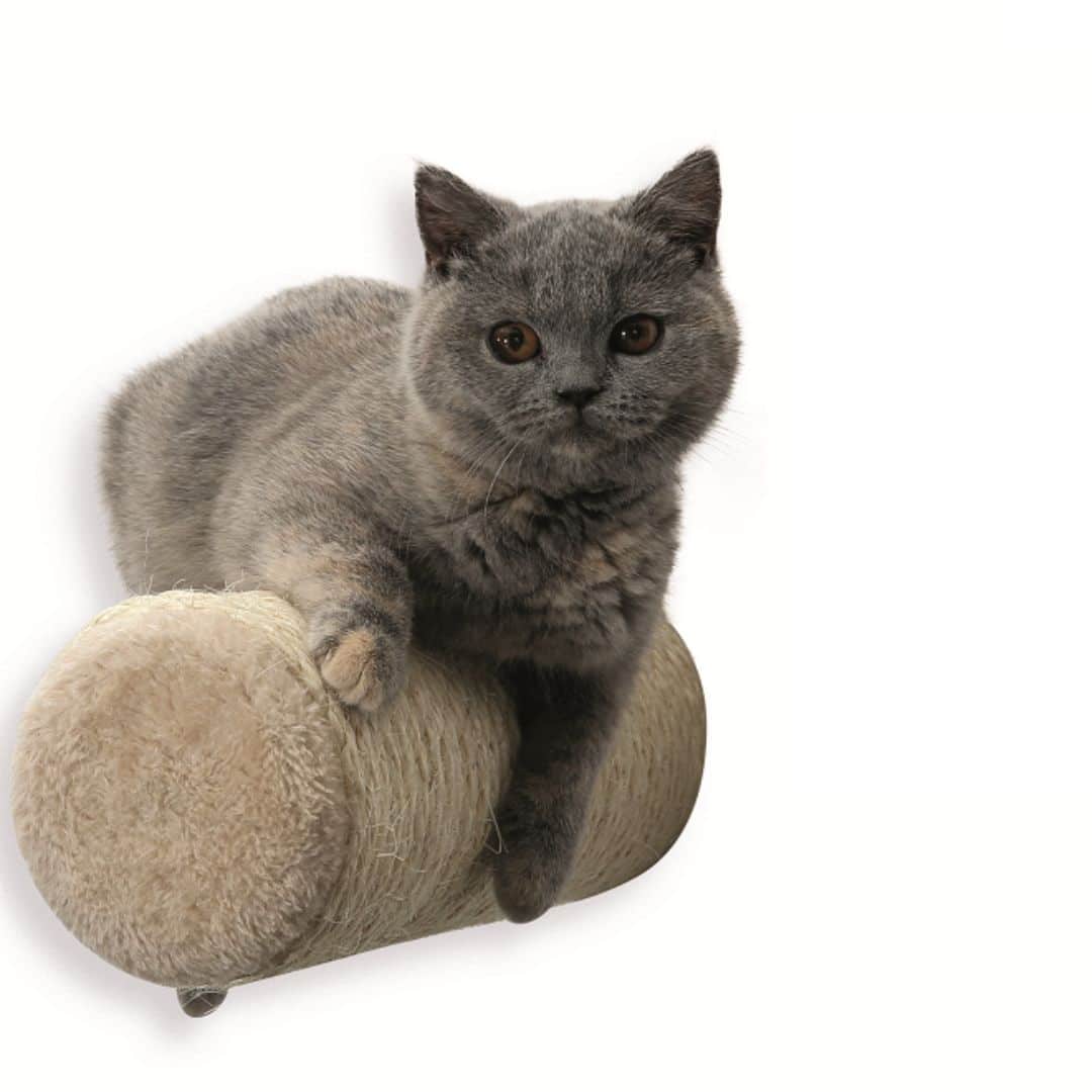 Arbre à chat mural géant - KAAT4 personnalisable scratch Arbre à chat mural géant - KAAT4 personnalisable scratch