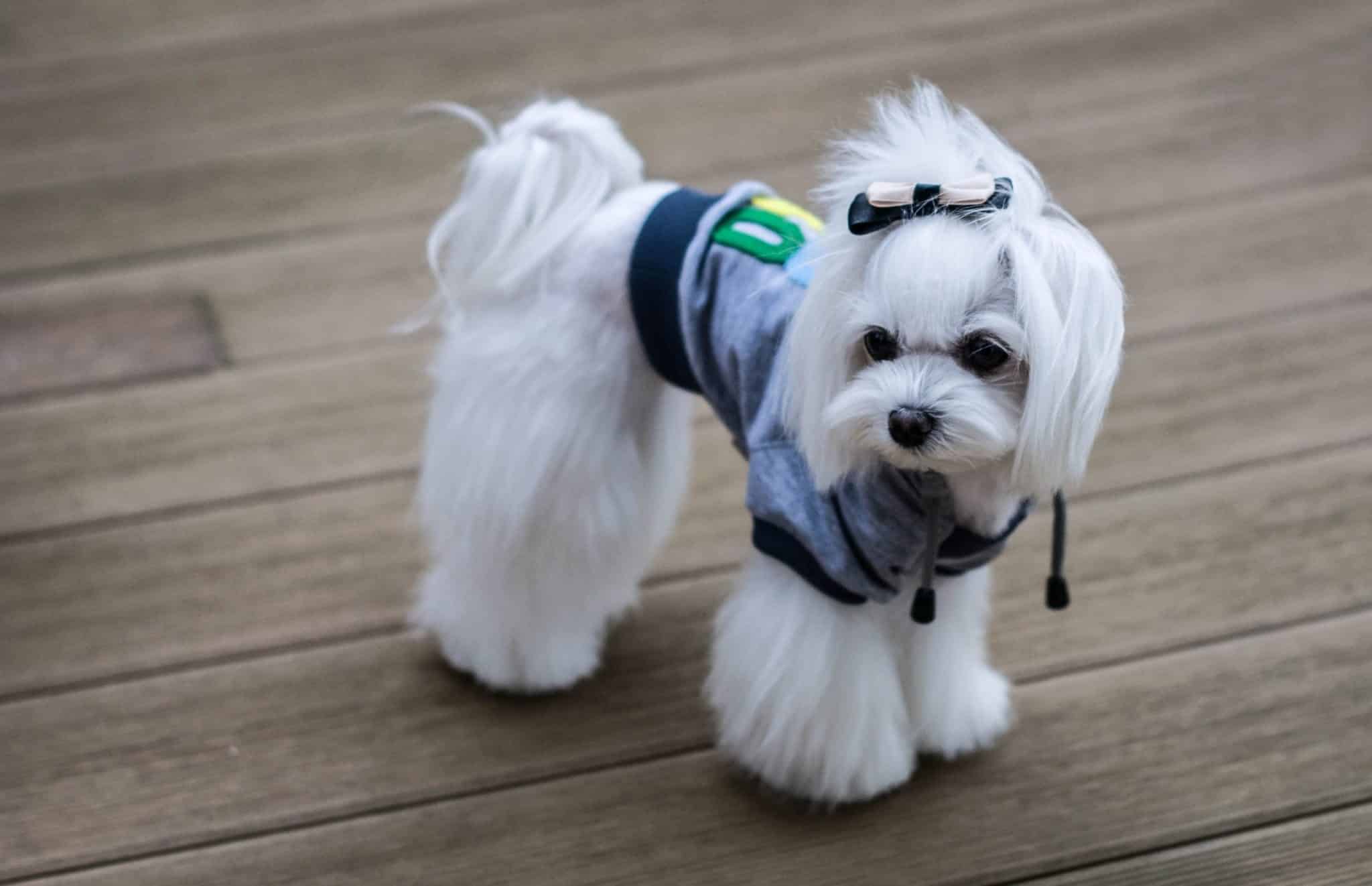 Sweatshirt pour chien - YOLO Gris