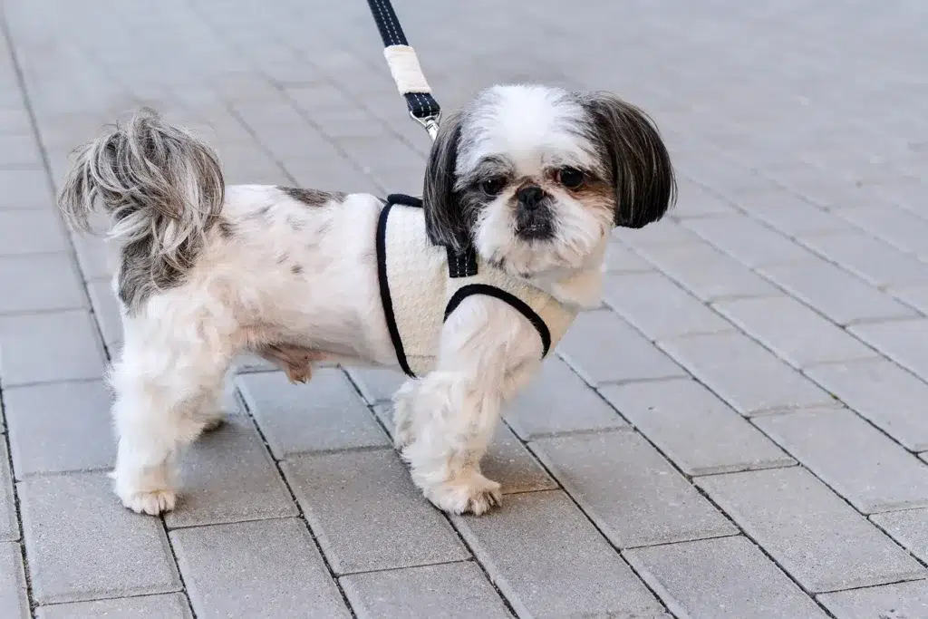dog-harness-lead-soho-cream-bowlandbonerepublic-l1-1024x683
