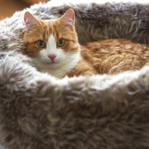 Panier pour chat en fausse fourrure – LANA