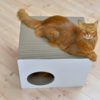 Griffoir maison en carton pour chat - PREDIA EKHAUS
