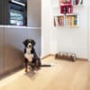 Gamelle double luxe pour chien - DOG BAR