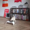 Gamelle surélevée en porcelaine pour chien - DOG BAR