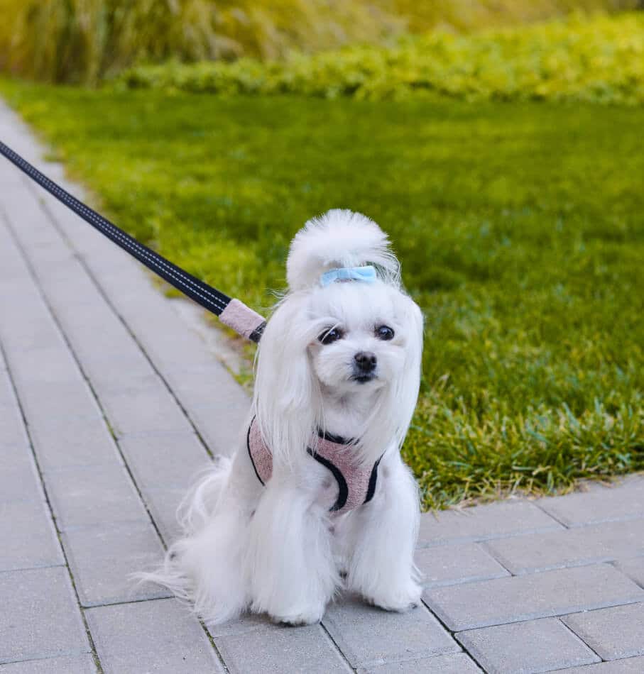 Harnais confortable avec laisse pour chien - SOHO