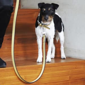 Laisse en cuir de luxe pour chien – TORINO