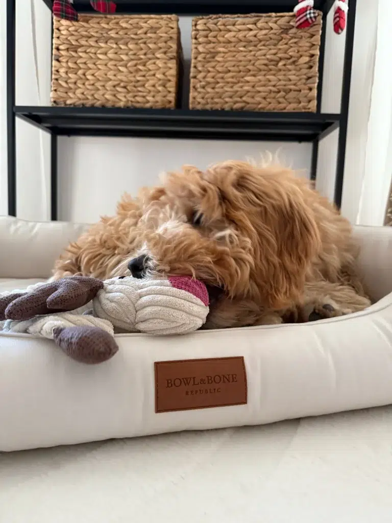 Panier pour chien design élégant - CLASSIC Panier pour chien design élégant - CLASSIC