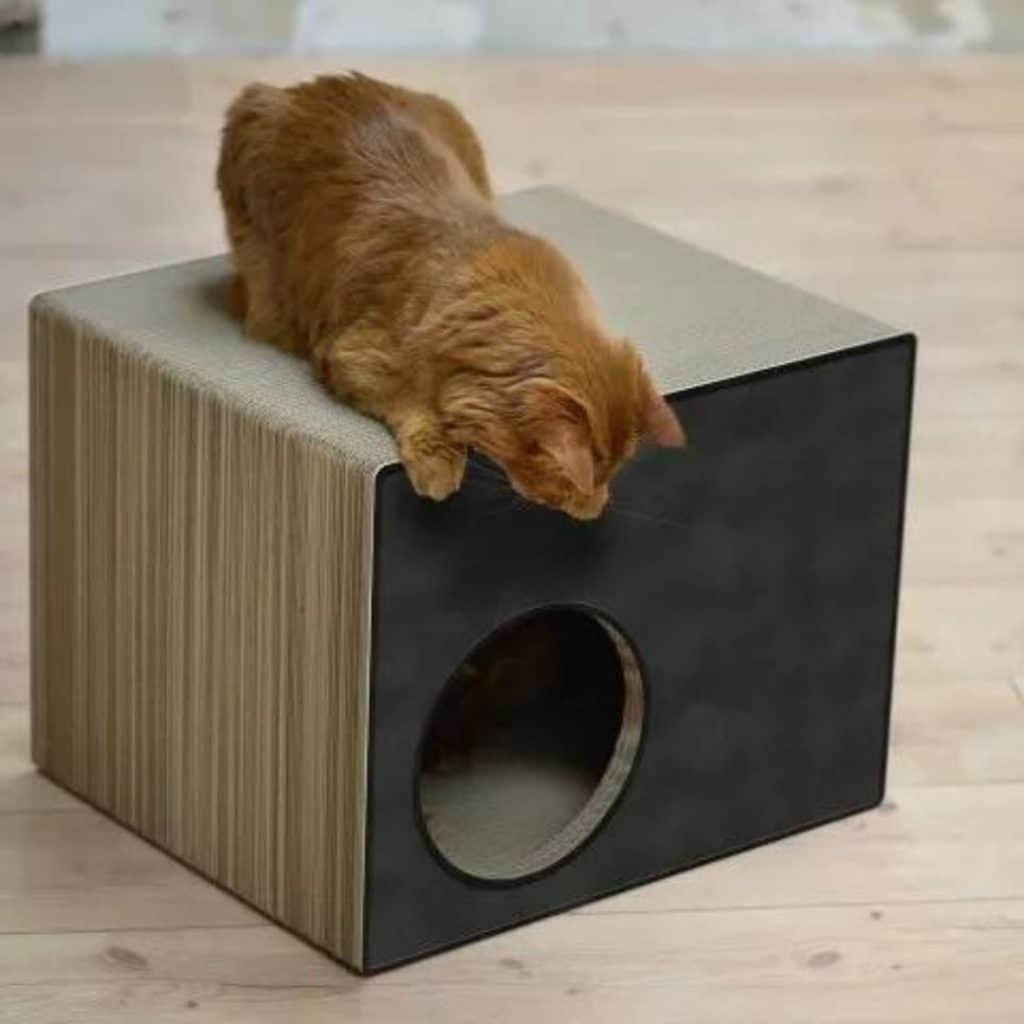 Phredia Eckhaus griffoir carton design cat on maison noir