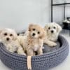 panier design pour chien