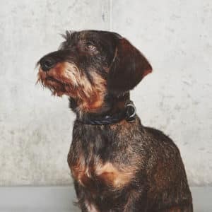 Collier tressé en cuir de luxe pour chien – BERGAMO