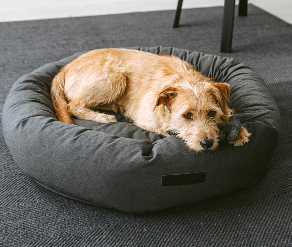 panier design pour chien rondo