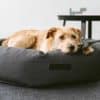 panier design pour chien rondo