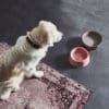 Gamelle en porcelaine pour chien design doppio