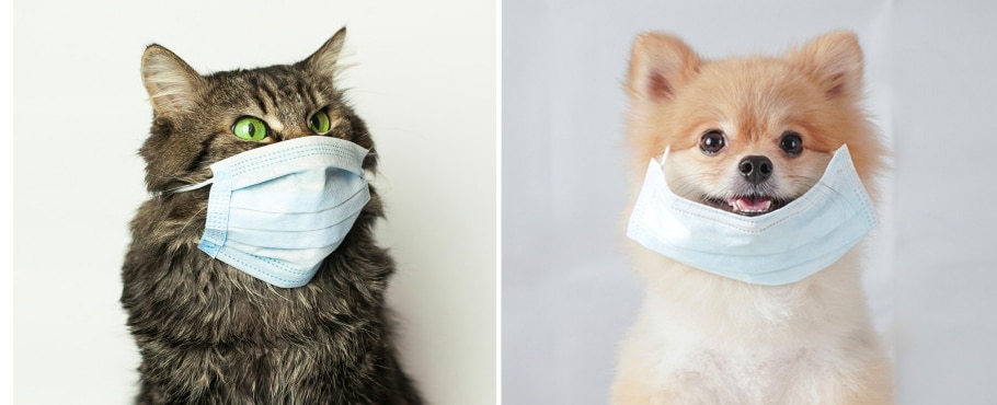 dog and cat design livraison covid