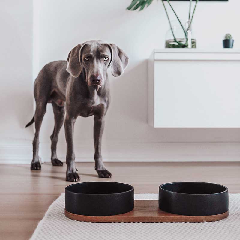 Gamelle design en céramique pour chien ou chat VUKU