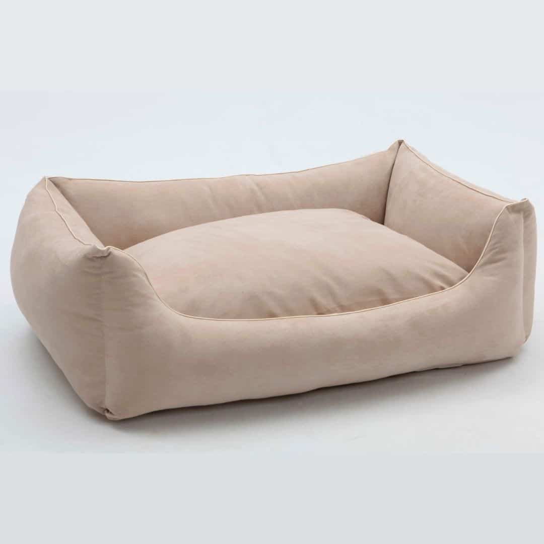 DOG IN THE CITY ALCANTERRA