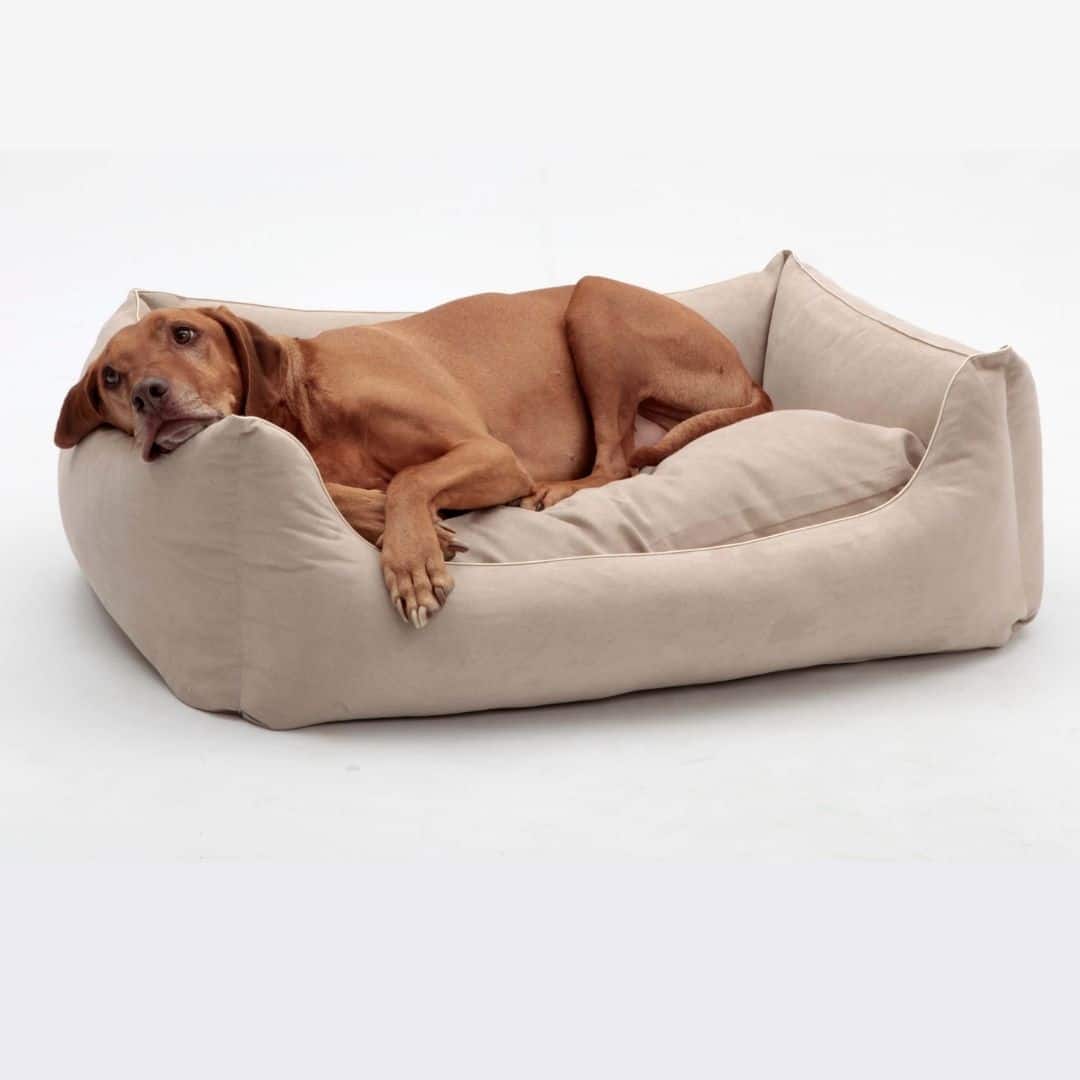 DOG IN THE CITY ALCANTERRA