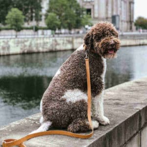 Parure de promenade pour chien – KOLLU