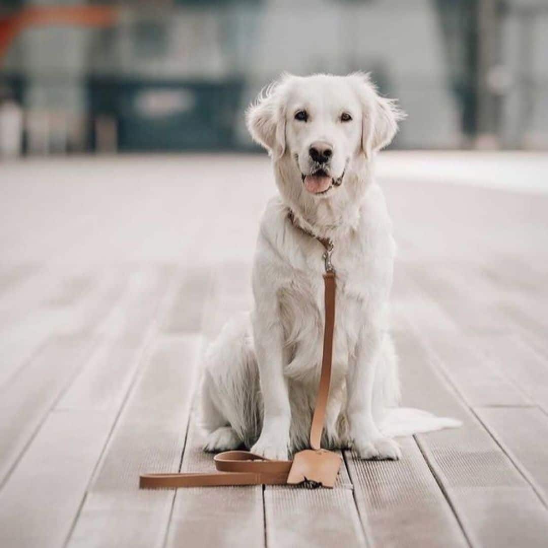 LABBVENN COLLIER LAISSE KOLLU