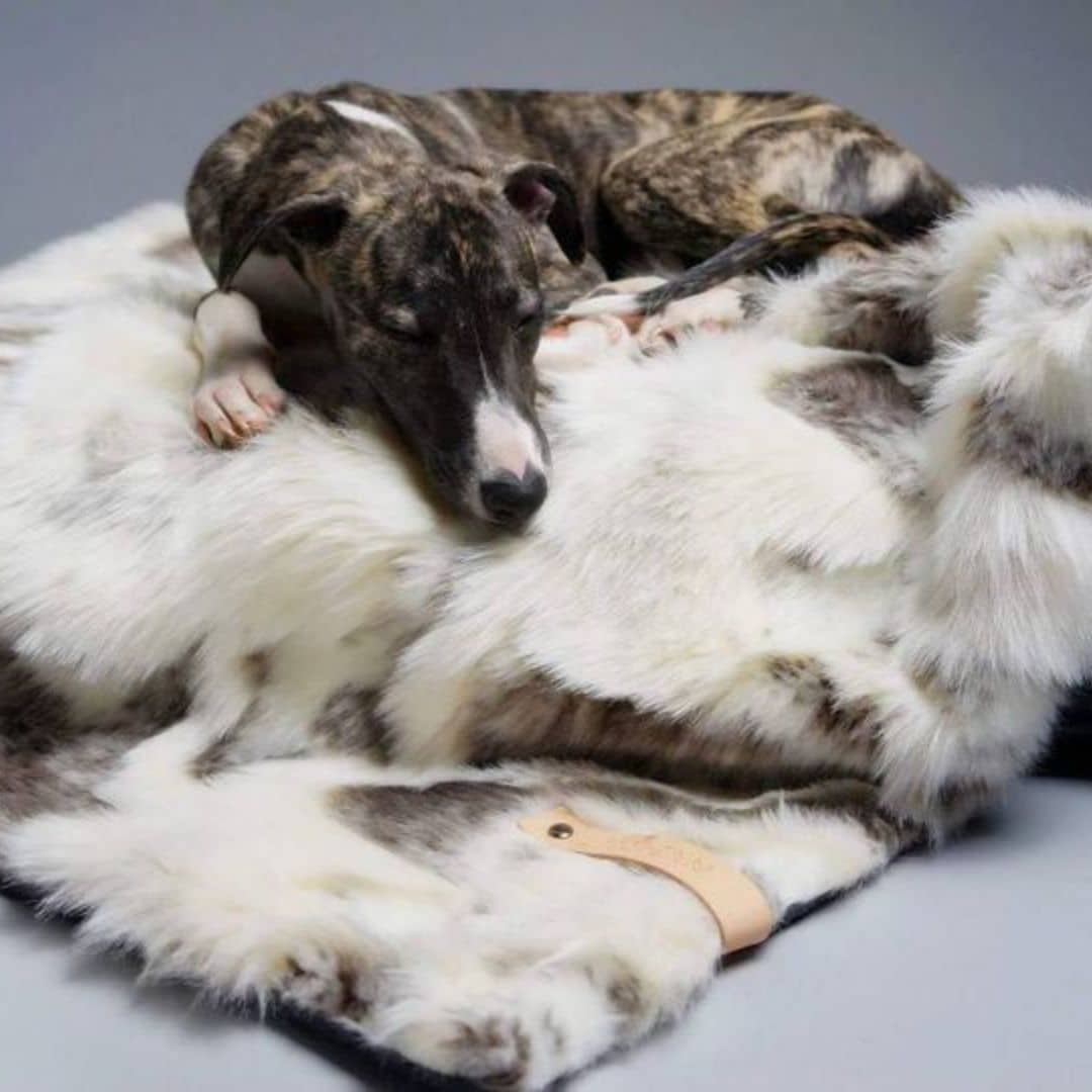 LABBVENN TÖSSE LABBVENN TÖSSE