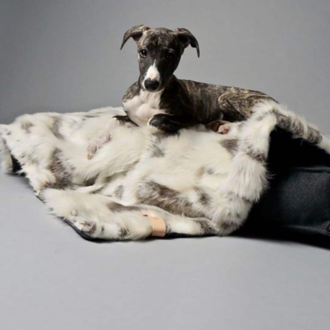 LABBVENN TÖSSE LABBVENN TÖSSE