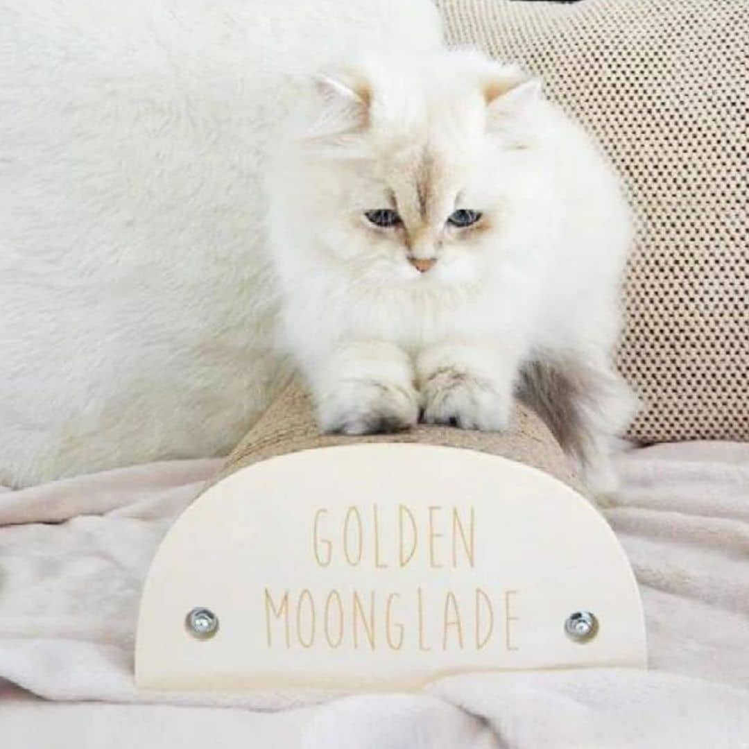 griffoir carton recyclé personnalisable griffoir carton recyclé personnalisable