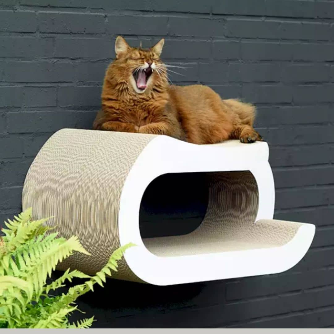 griffoir mural grand chat carton