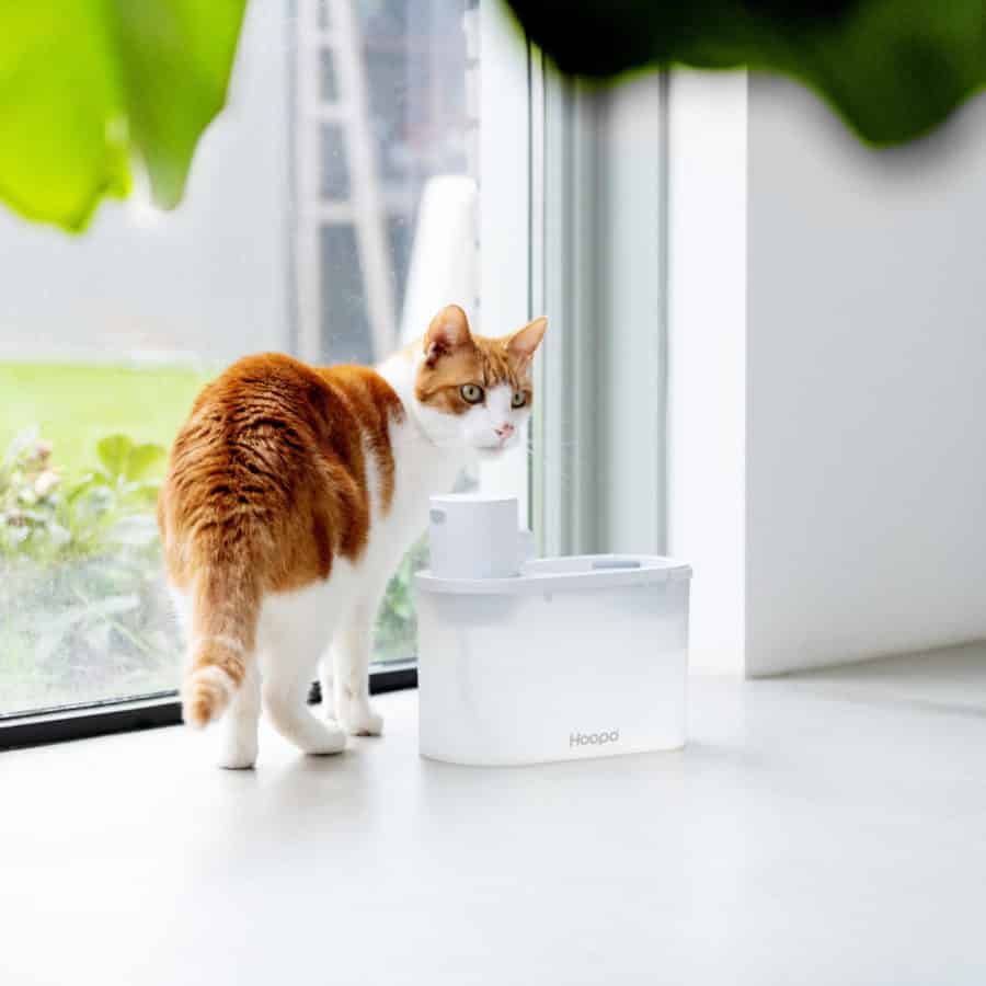 Fontaine à eau pour chat agua smart hoopo