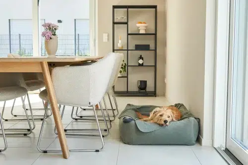 unica couverture pour chien et chat