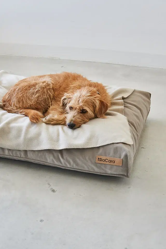 unica couverture pour chien et chat