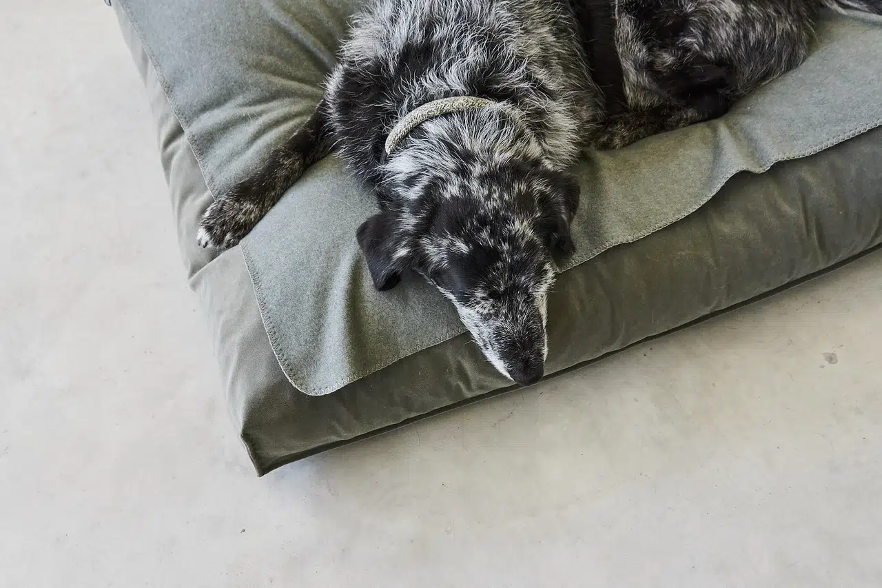 unica couverture pour chien et chat