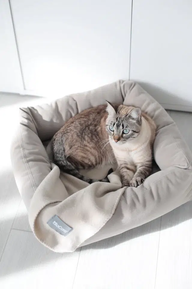 unica couverture pour chien et chat
