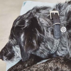Collier design de haute qualité pour chien – LUCCA