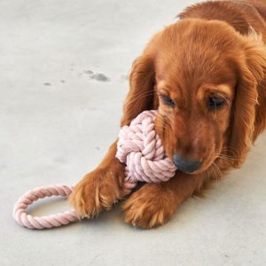 Jouet en corde design pour chien – NODO