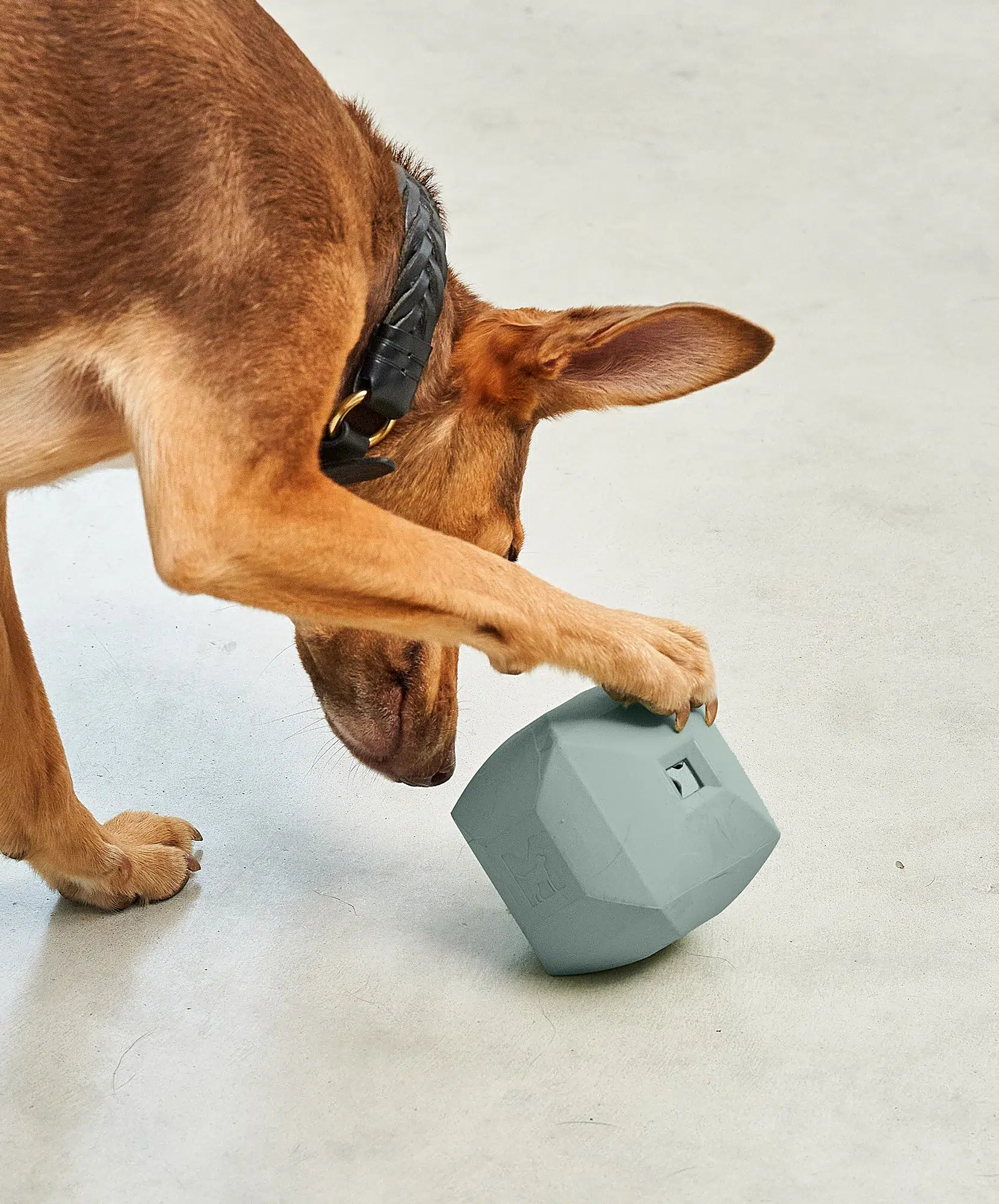 Jouet design pour chien- DADO