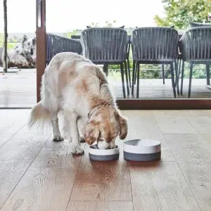 Gamelle design pour chien – COPPA