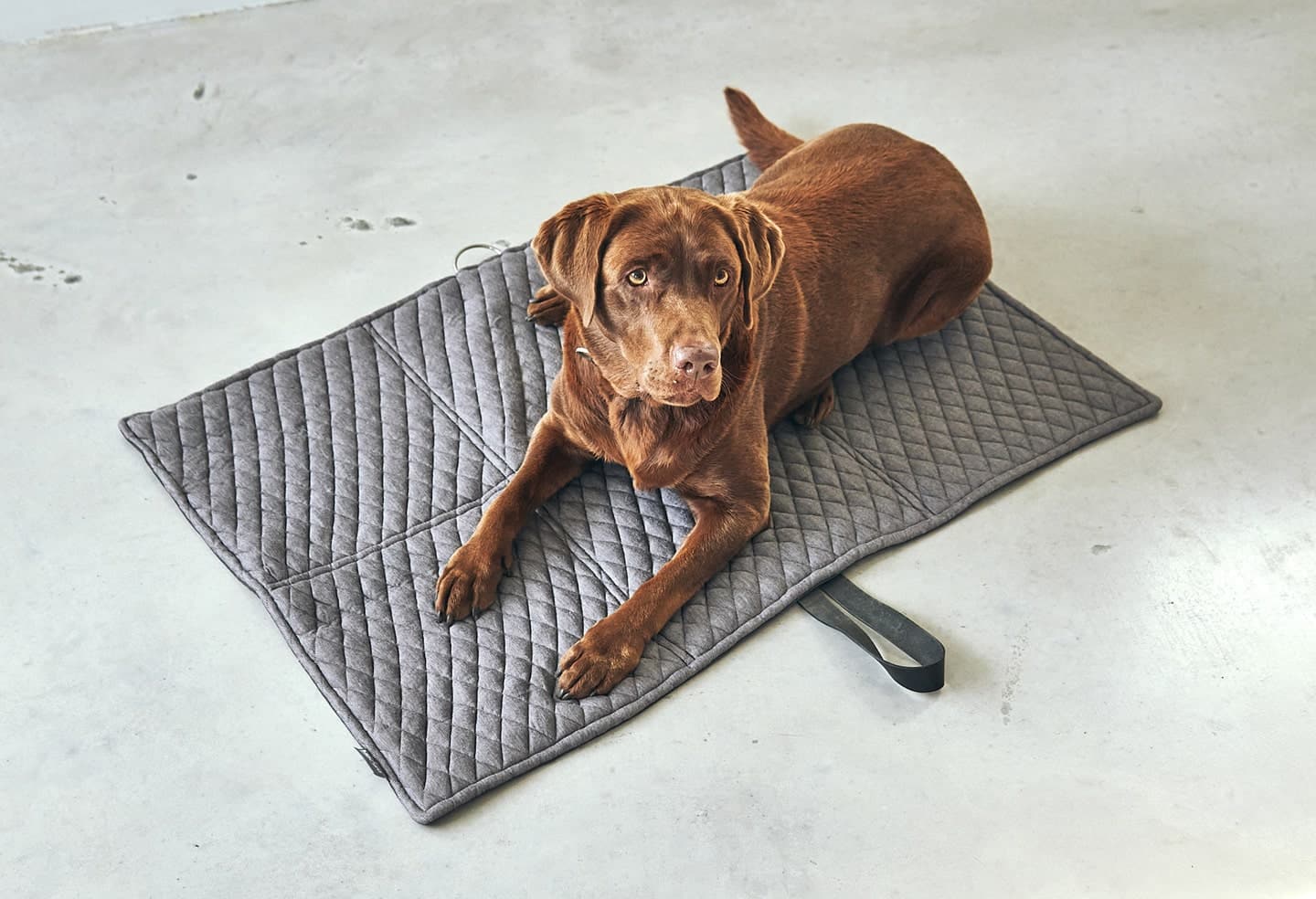 tapis design chien cosmo tapis design chien cosmo