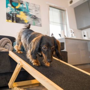 Rampe design pour chien – SKIPPER