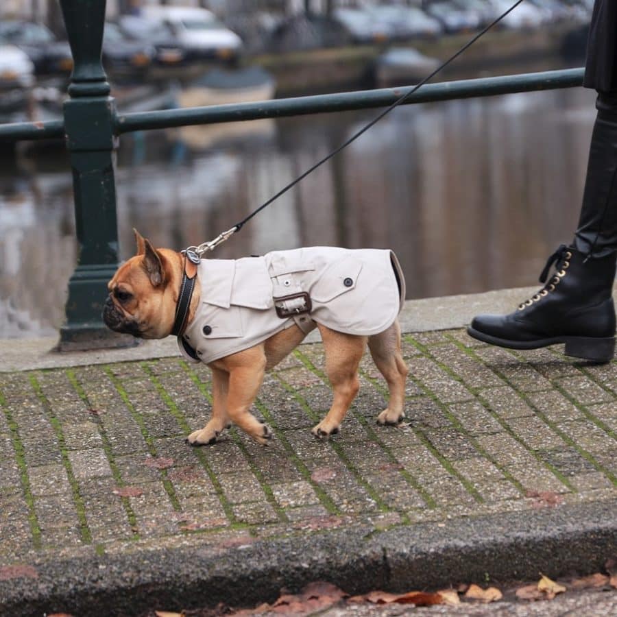 sherlock trench coat veste manteau design hiver vetement chien