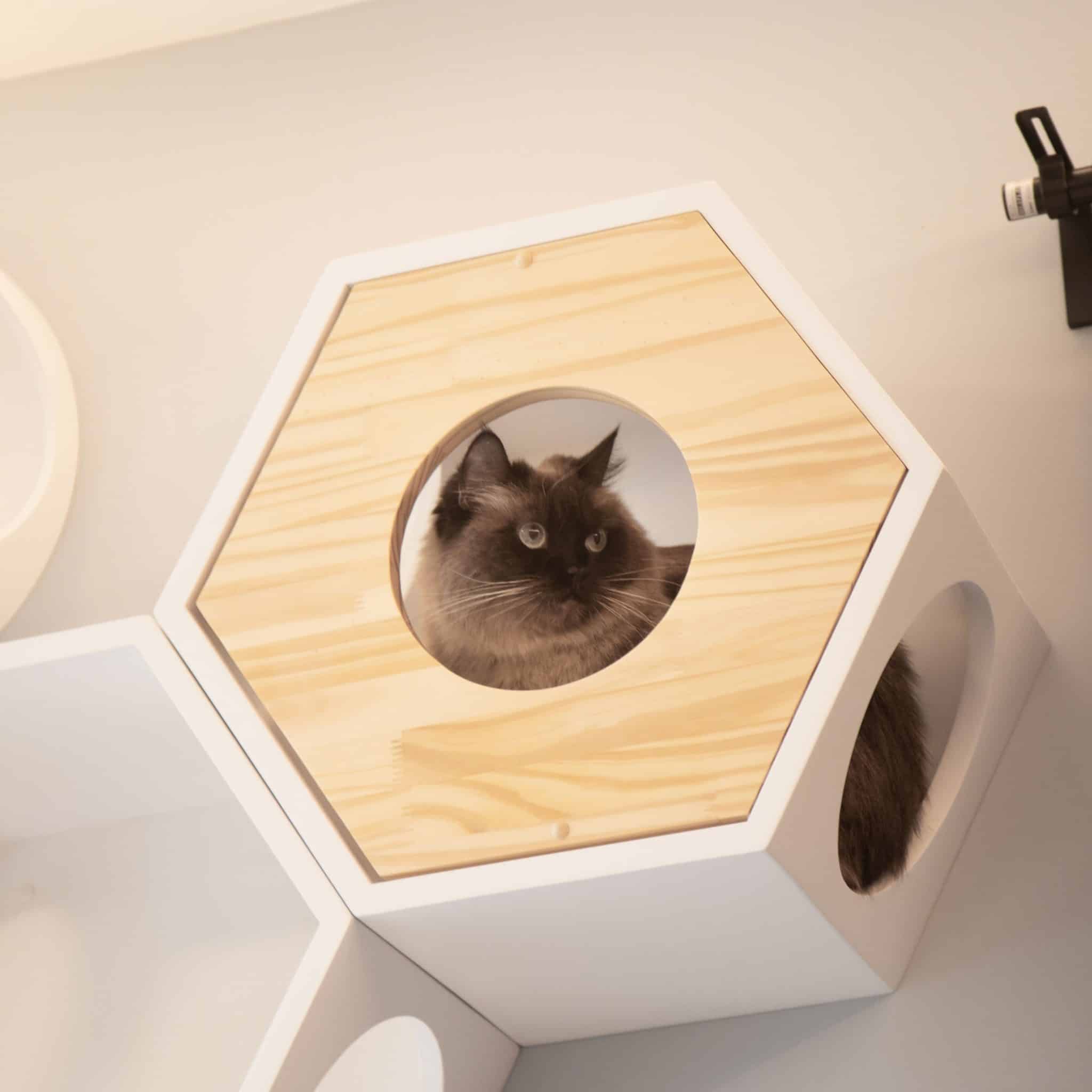 busycat cover plate myzoo chat design arbre à chat muraux busycat cover plate myzoo chat design arbre à chat muraux