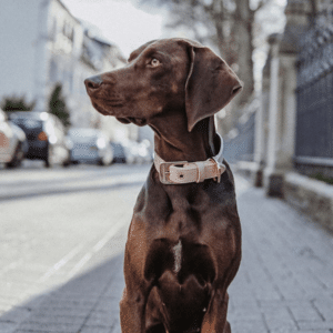 Colliers de chien design – CUIR NAPPA