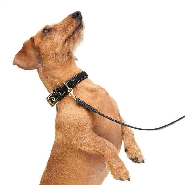 collier william walker design chien