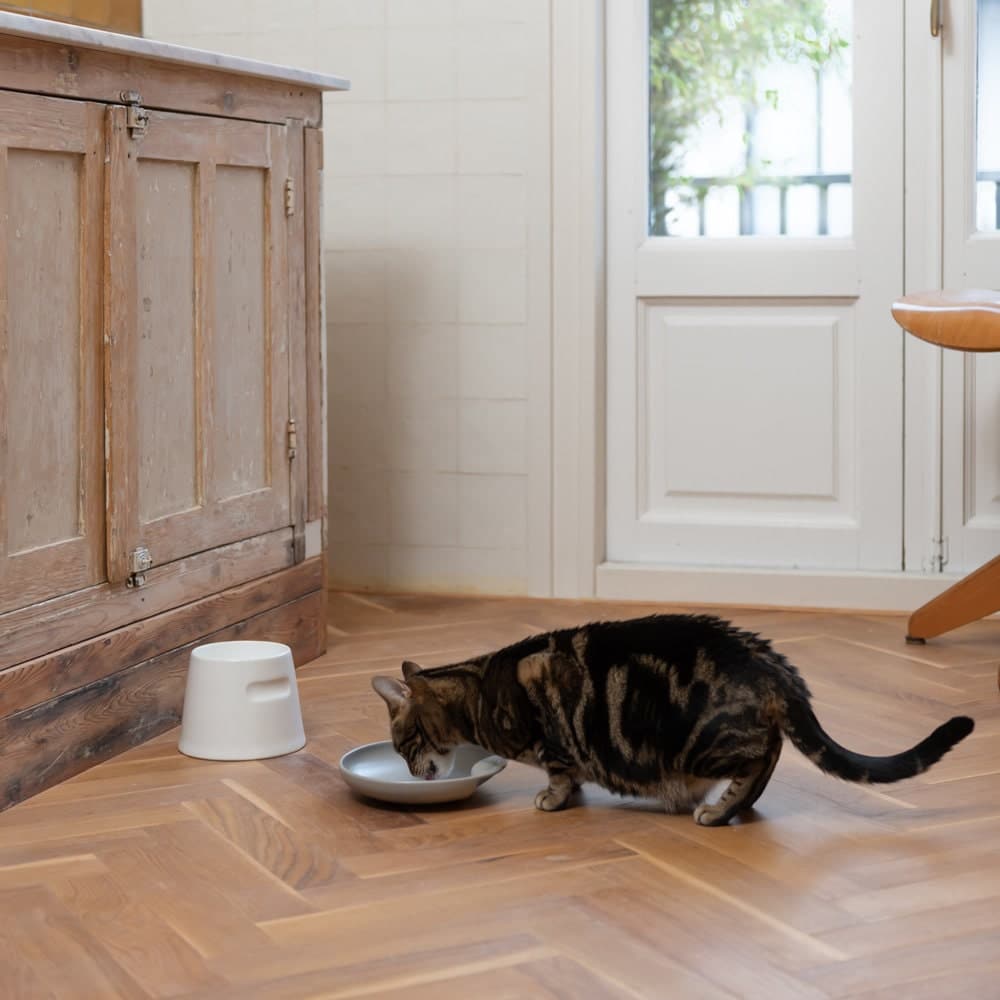 plate gamelle design chat hoopo plate gamelle design chat hoopo