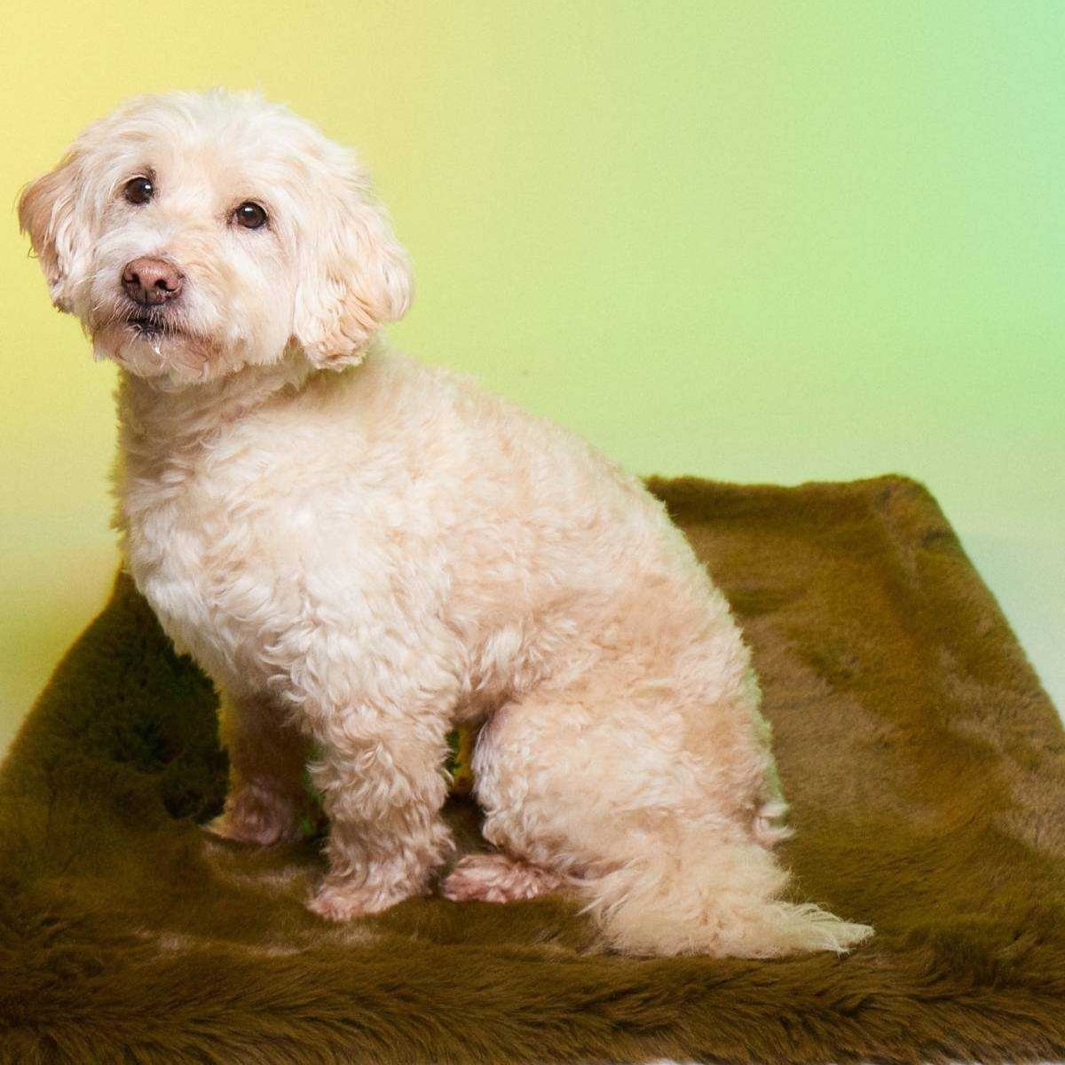 tapis rouge paris fourrure synthetique vegan tapis rouge paris fourrure synthetique vegan