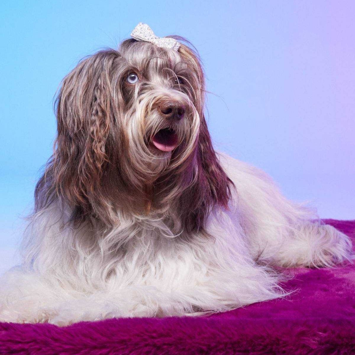 tapis rouge paris fourrure synthetique vegan tapis rouge paris fourrure synthetique vegan