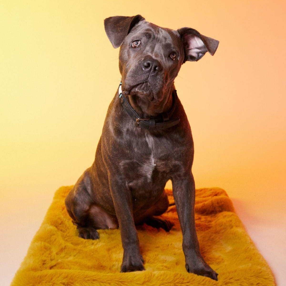 tapis rouge paris fourrure synthetique vegan tapis rouge paris fourrure synthetique vegan