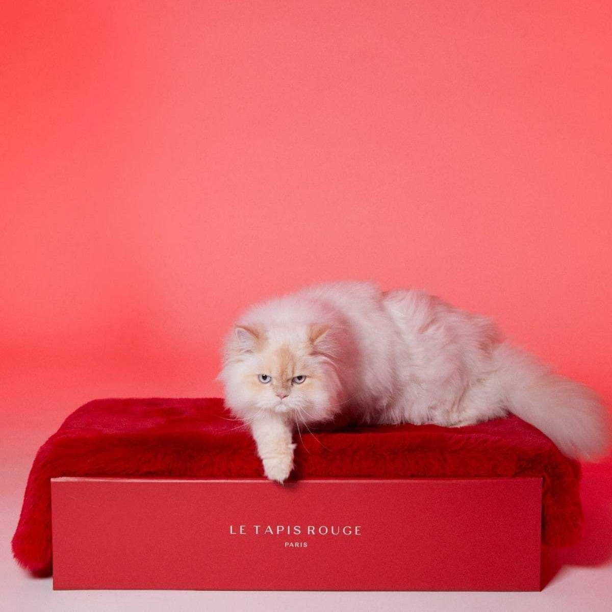 tapis rouge paris fourrure synthetique vegan tapis rouge paris fourrure synthetique vegan