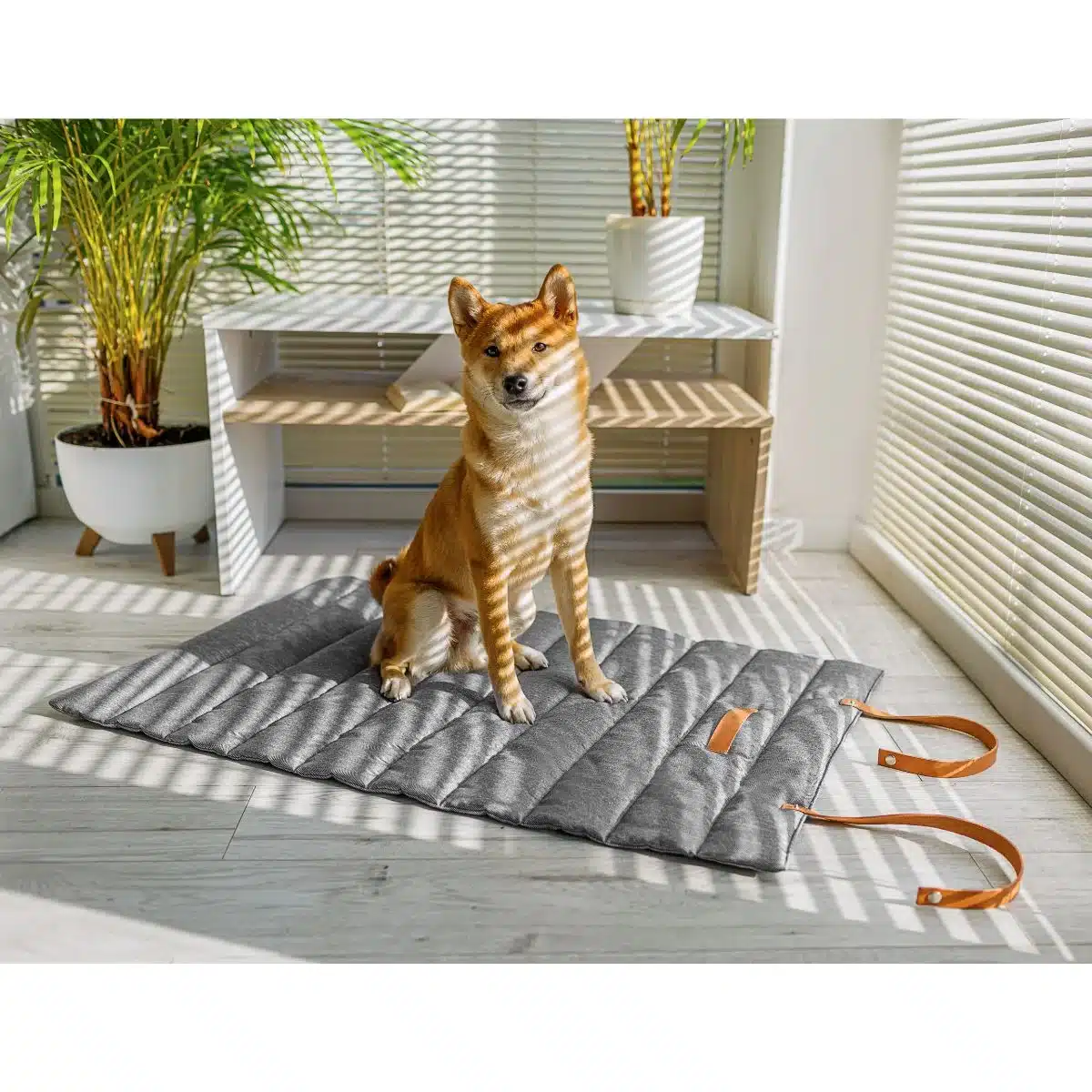 tapis chien voyage design luna animood