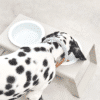Gamelle porcelaine design chien mangeoire miacara greige