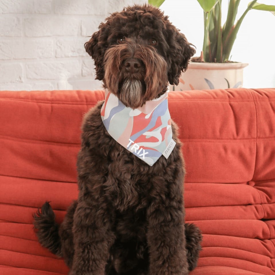 Bandana réversible design pour chien (3)HE PAW CLAPPER-min